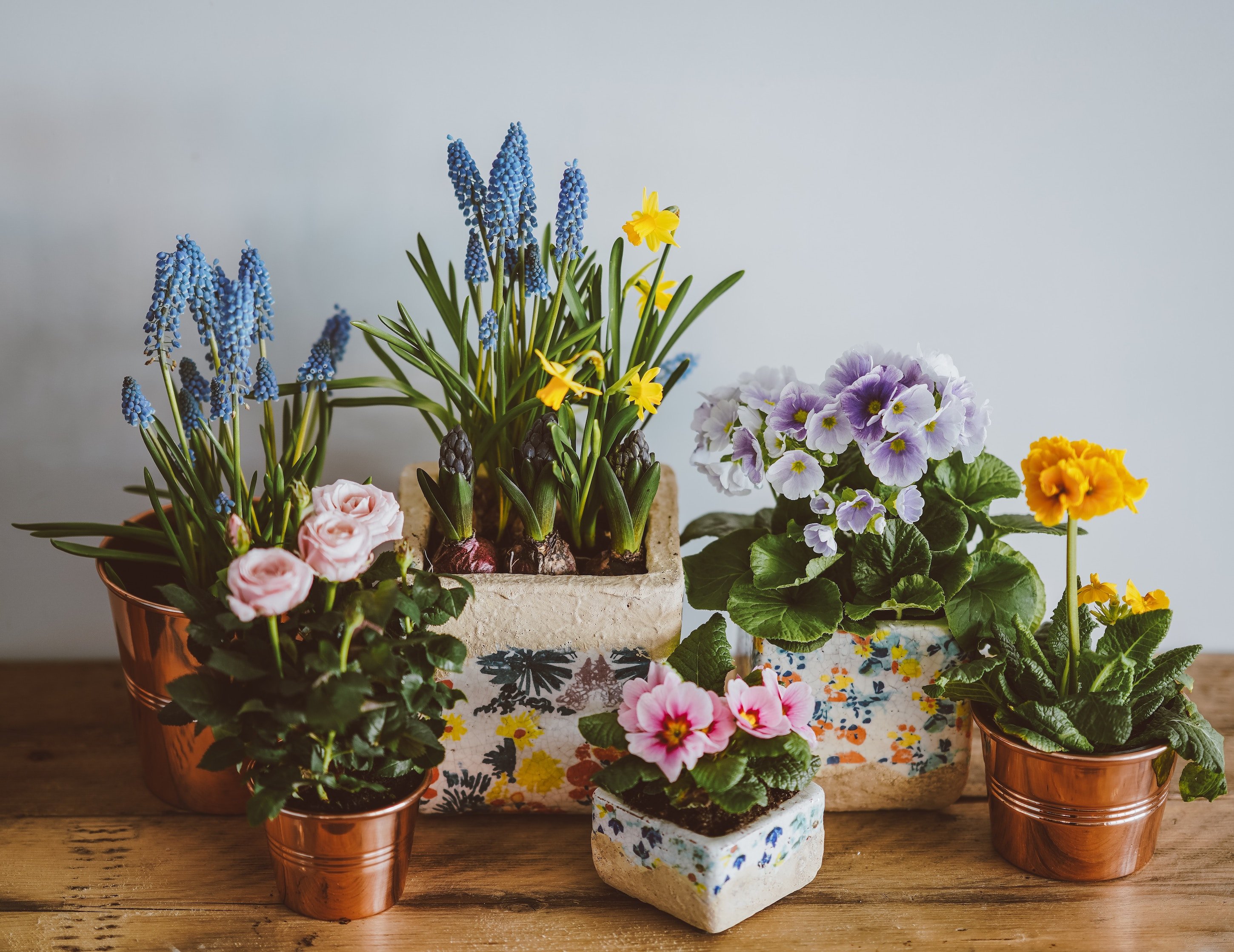 flowers from a garden store