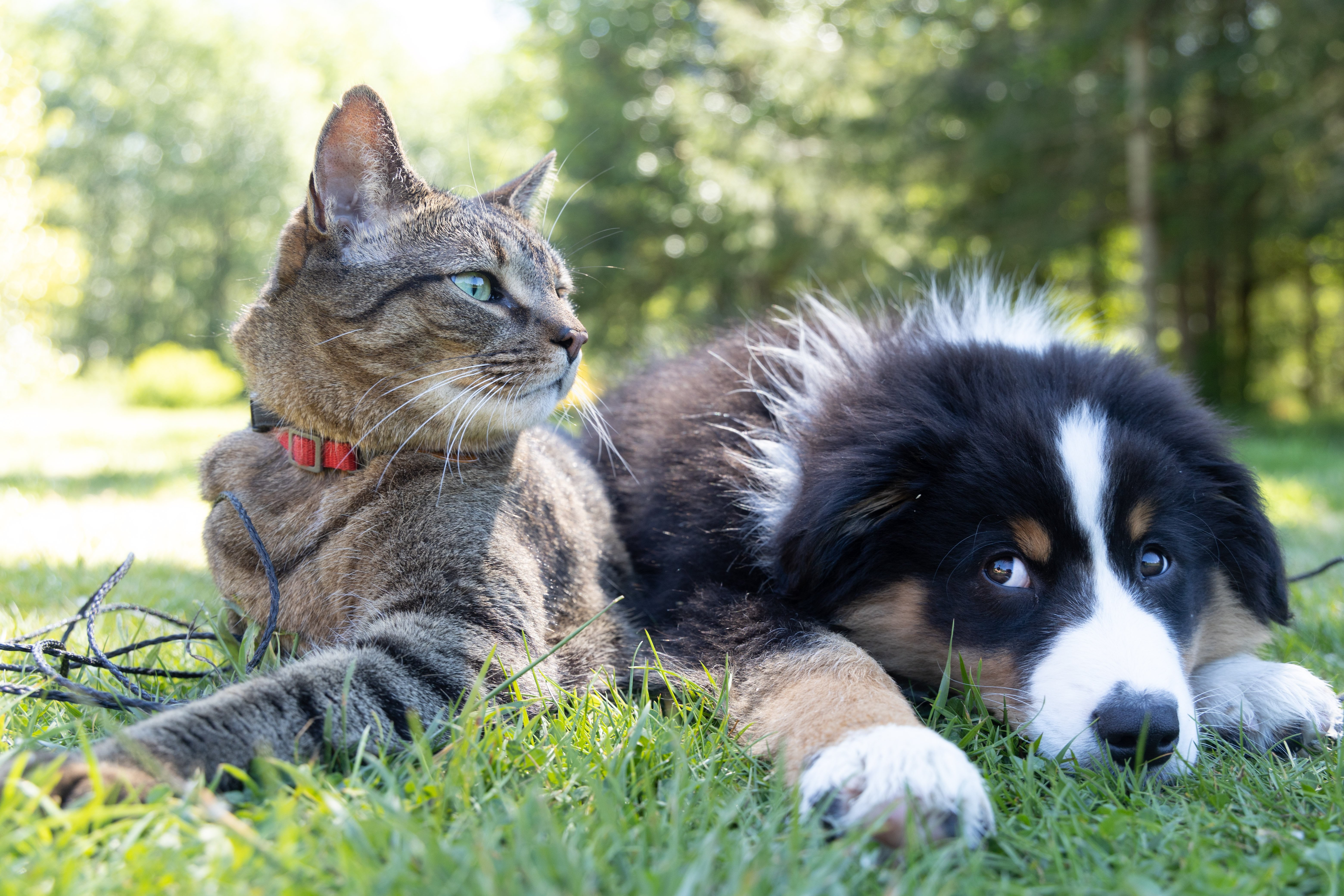 Cat and Dog laying on grass in Vancouver